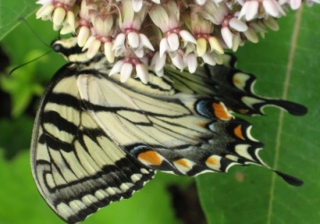 Underside of swallowtail wing